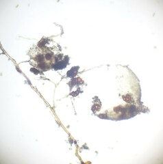 Dicranella staphylina