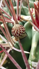 Ferocactus recurvus recurvus