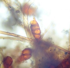 Dicranella staphylina