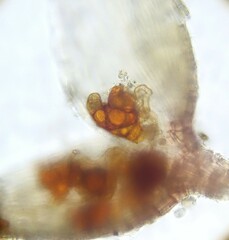 Dicranella staphylina