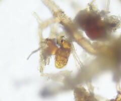 Dicranella staphylina