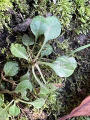 Micranthes virginiensis