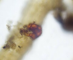 Dicranella staphylina