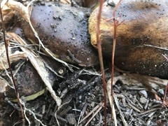 Suillus pseudobrevipes