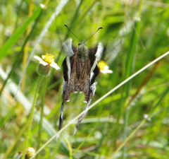 Lamproptera curius