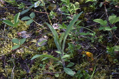 Hieracium scouleri