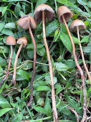 Psilocybe mexicana