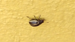 Doryphorina