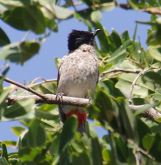 Pycnonotus aurigaster