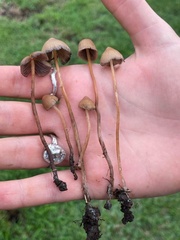 Psilocybe mexicana