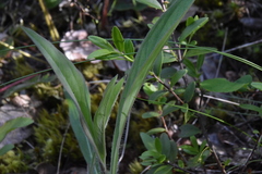 Hieracium scouleri