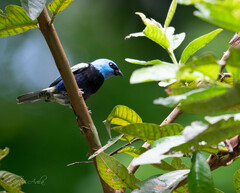 Stilpnia cyanicollis