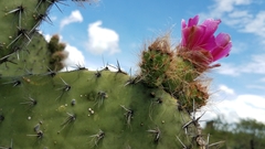 Opuntia pilifera