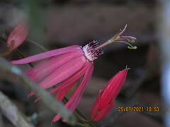 Passiflora