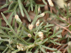 Aceria paracalifornica