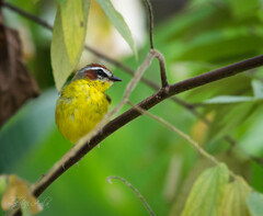 Basileuterus delattrii
