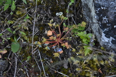 Claytonia rubra rubra