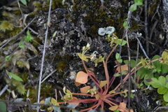 Claytonia rubra rubra