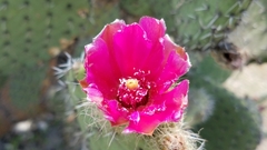Opuntia pilifera