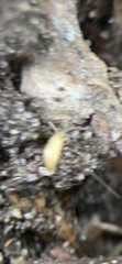 Nicoletiidae