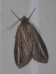Chesias legatella