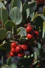 Arctostaphylos glandulosa