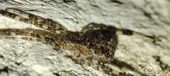 Episinus maculipes