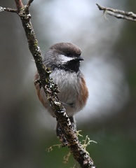 Poecile hudsonicus