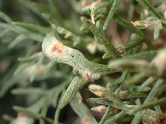 Aceria paracalifornica