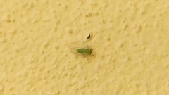 Psyllidae