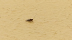 Psyllidae