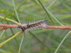Anthela rubeola