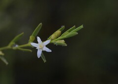 Olax stricta