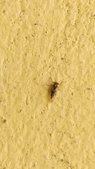 Psyllidae