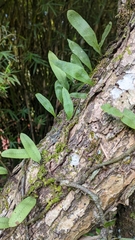 Microgramma squamulosa