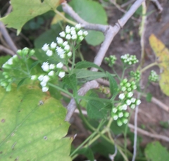 Ageratina havanensis