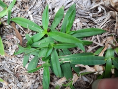 Ditaxis humilis