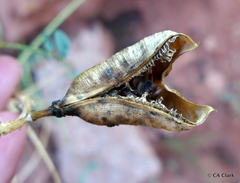 Astragalus praelongus