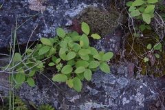Spiraea betulifolia