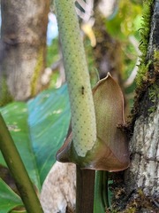 Anthurium pentaphyllum pentaphyllum