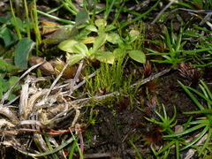 Archidium alternifolium