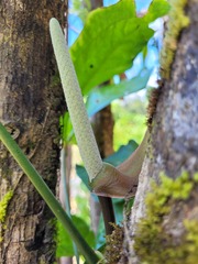 Anthurium pentaphyllum pentaphyllum