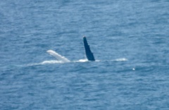 Megaptera novaeangliae australis