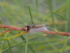 Anthela rubeola