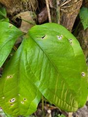 Anthurium pentaphyllum pentaphyllum