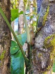 Anthurium pentaphyllum pentaphyllum