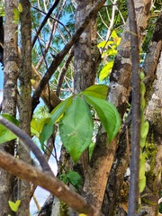 Anthurium pentaphyllum pentaphyllum