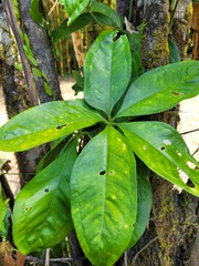 Anthurium pentaphyllum pentaphyllum