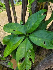 Anthurium pentaphyllum pentaphyllum