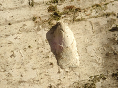 Acleris logiana
